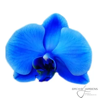 Фаленопсис Blue фото