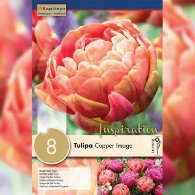 Тюльпан Copper Image (Брендовые луковицы KAPITEYN®) фото