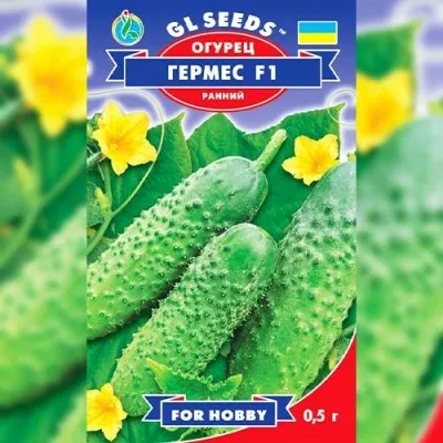 Огурец Гермес F1 фото