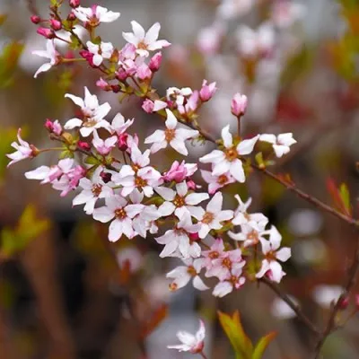 Спирея Fujino Pink фото