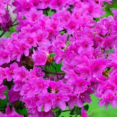 Рододендрон Geisha Purple фото