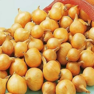 Лук Golden Gourmet шалот 10кг фото