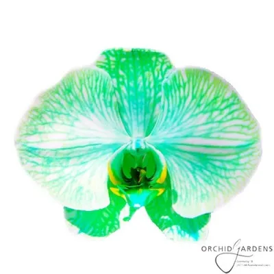 Фаленопсис Lime-Green фото