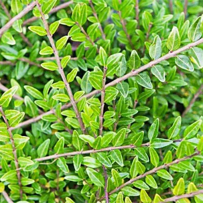 Жимолость Moss Green фото
