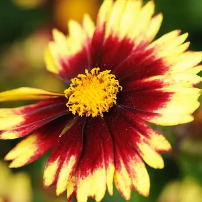 Кореопсис UpTick Yellow & Red фото