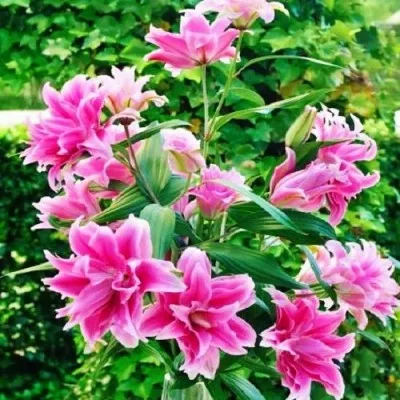 Лилия Roselily Isabella 16/18 фото