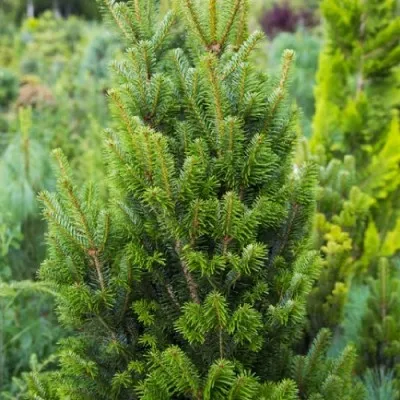 Пихта белая Pyramidalis фото