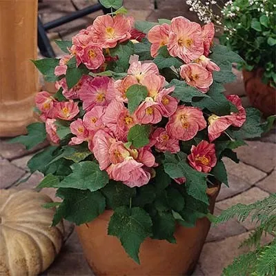 Абутилон Bella Pink фото