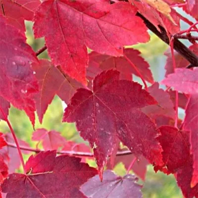 Клён красный Burgundy Belle фото