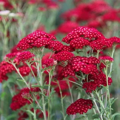 Тысячелистник Red Velvet фото