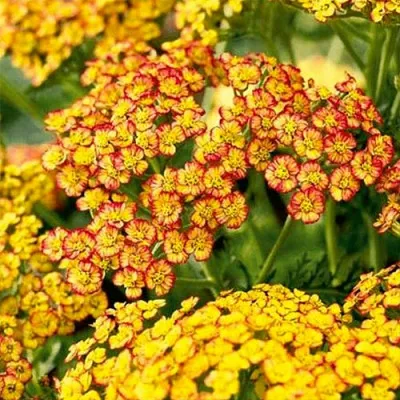 Тысячелистник Tricolor фото