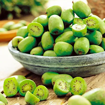 Актинидия аргута Вити Киви (самоопыляемая) фото