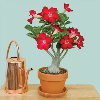 Адениум Obesum Red фото