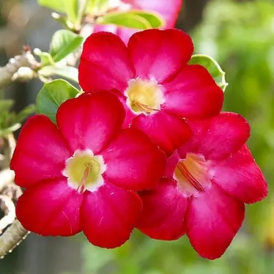 Адениум Obesum Red фото