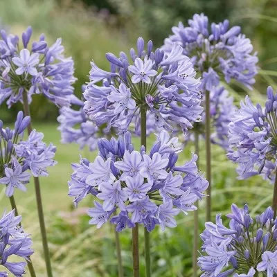 Агапантус Africanus фото