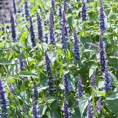 Лофант Astello Indigo фото