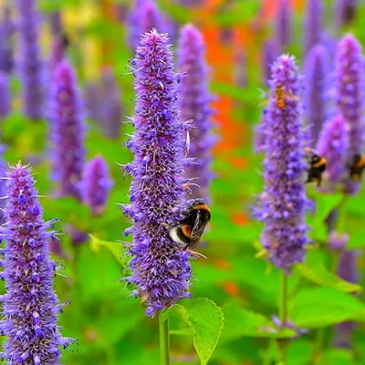 Лофант Blue Spike фото