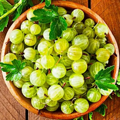 Крыжовник Сахарный фото