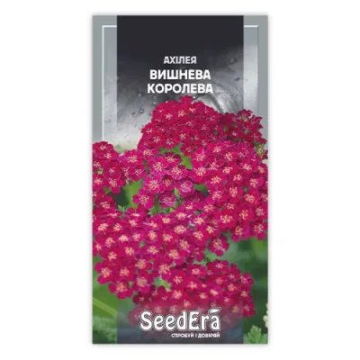 Тысячелистник Вишневая королева фото