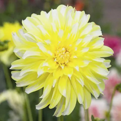 Георгина Hollyhill Lemon Ice фото