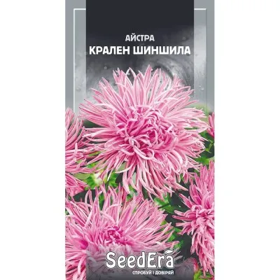 Астра Шиншилла фото