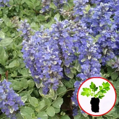 Аюга Variegata (рассада) фото