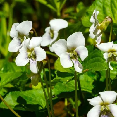 Виола Albiflora фото