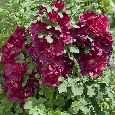 Штокроза Crimson фото