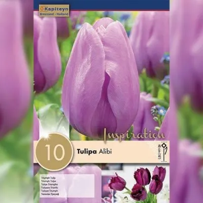 Тюльпан Alibi (Брендовые луковицы KAPITEYN®) фото