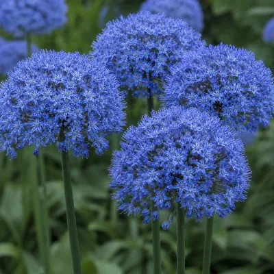 Аллиум Caeruleum фото