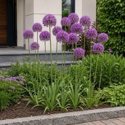 Аллиум Purple Caila фото