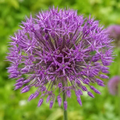 Аллиум Purple Rain фото