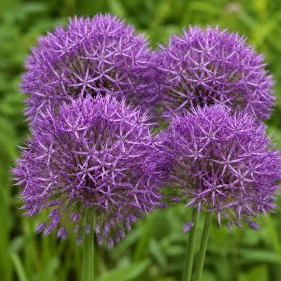 Аллиум Purple Rain фото