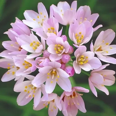 Аллиум Roseum фото