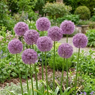 Аллиум Round and Purple фото