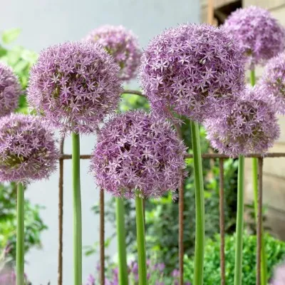 Аллиум Round and Purple фото