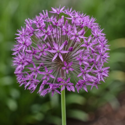 Аллиум Violet Beauty фото