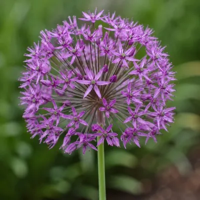 Аллиум Violet Beauty фото