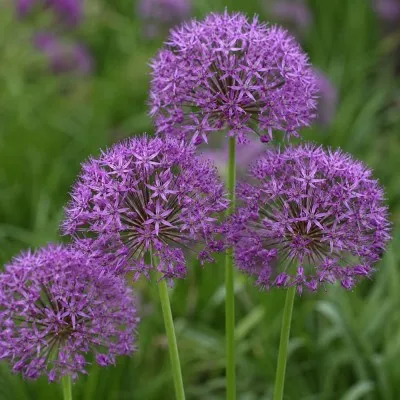 Аллиум Violet Beauty фото