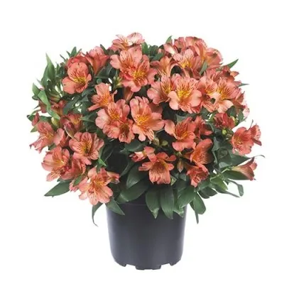 Альстромерия Eliane Orange фото