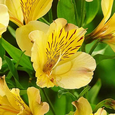 Альстромерия Lutea фото