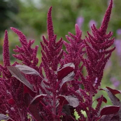 Амарант Velvet Curtains фото