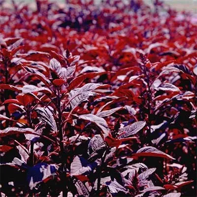 Амарант Velvet Curtains фото