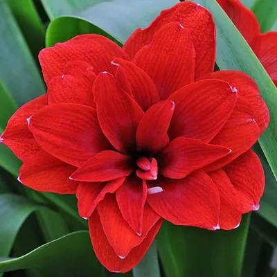 Амариллис Amarantia фото