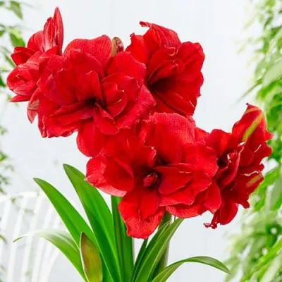 Амариллис Amarantia фото