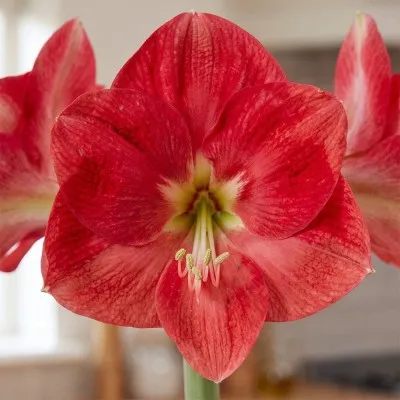 Амариллис Candy Cream (Queen) фото