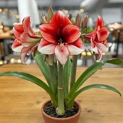 Амариллис Coral Flame фото