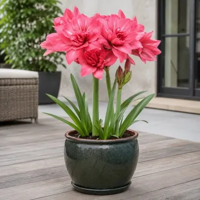 Амариллис Pink Symphony фото
