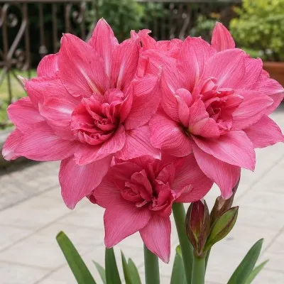 Амариллис Pink Symphony фото