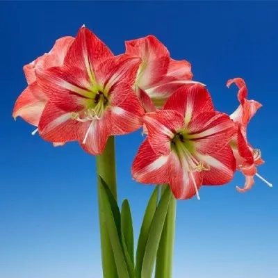 Амариллис Shining Star фото
